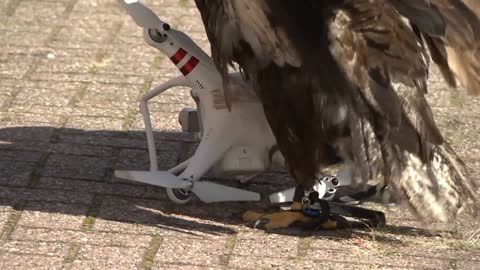 Cool !! Eagles vs Drones