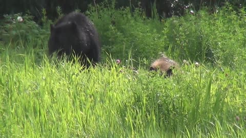 black bear and her cub