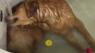 Golden Retriever disfruta de un divertido baño