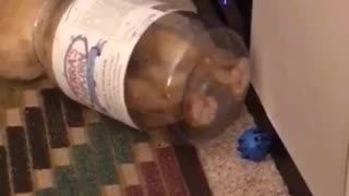 Orange cat with head and both front paws stuck inside of clear jar