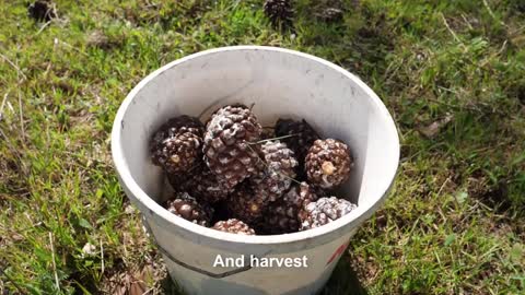 Learn Pine Cone Harvesting