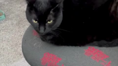 Adopting a Cat from a Shelter Vlog - Cute Precious Piper Likes to Think Without Interruption #shorts