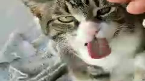 Cat that keeps on licking