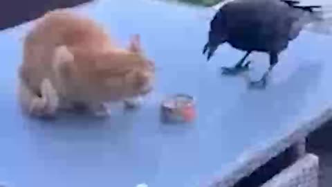 A crow stealing food from a cat