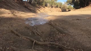 Floodwaters Finally Bring Flows to Darling River