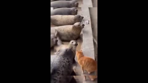 Funny animal videos 2023 🤣 - Funny cats/dogs - 😂 Funny animals