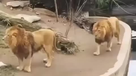 New Two Lion animal Funny Video@😂#Short​ & #Shorts
