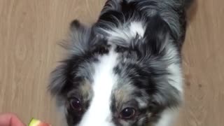 Australian Shepherd's favorite snack is juicy watermelon