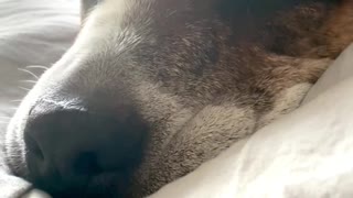 Cute dog snoring so loud