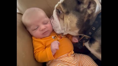 Loving Bulldog Adores Human Baby Brother