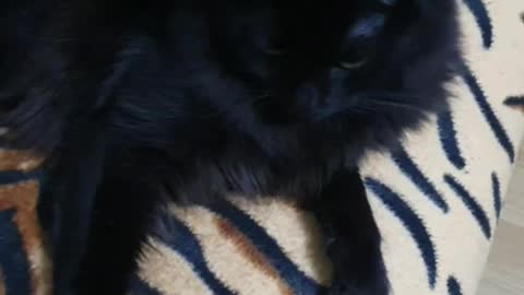 Black cat Onix take my hand