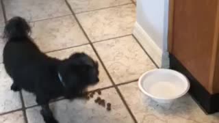 Bella fights water bowl