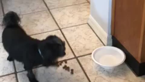 Bella fights water bowl