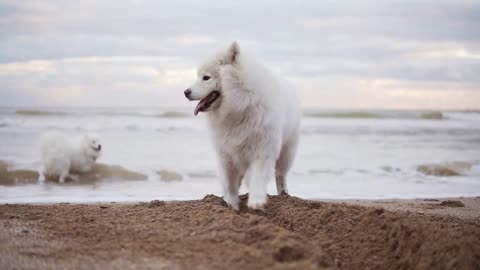 Two cute samoyed dogs are playing on the beach in the sea or ocean together