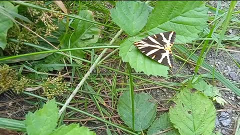 papillon de nuit