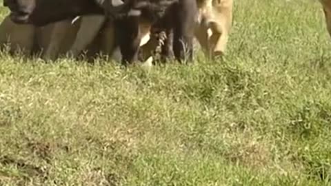 Lioness struggle to take down buffalo