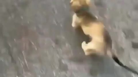 Funny Dog reaction when Morning Walk