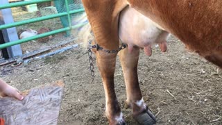 Two-Year-Old Dairy Farmer Getting the Job Done