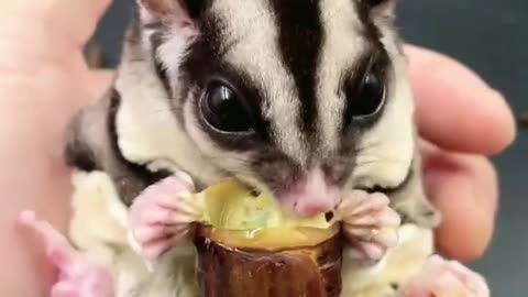 ASMR Eating | Cute Baby Animal Videos | Sugar Glider Eating Cheese Bug ❤️4