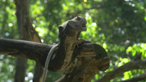 How This Monkey Waited 8 Hours For His Mother