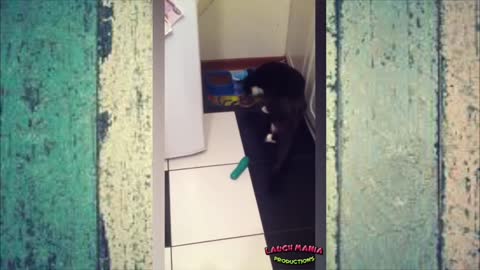 Funny Vines Cats and Cucumbers 2022