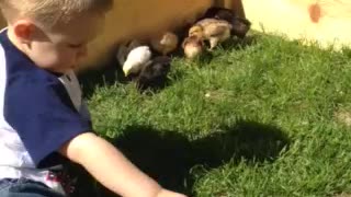 Sam and his chickens