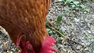 Hand Feeding A Chicken
