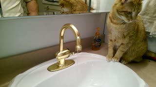 Pukin water cat