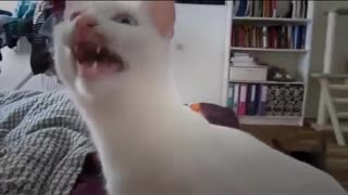 funny crazy cat!