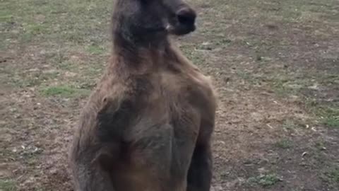 Kangaroo Fights His Own Reflection
