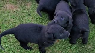 Cutest Lab German Shepard puppies