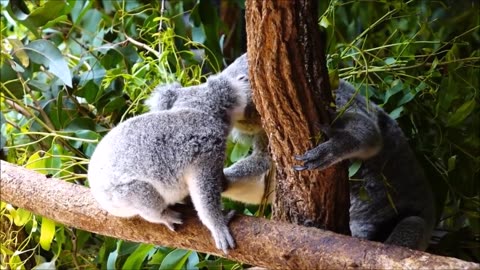 Baby Koala Bears Playing & Climbing - CUTEST Compilation