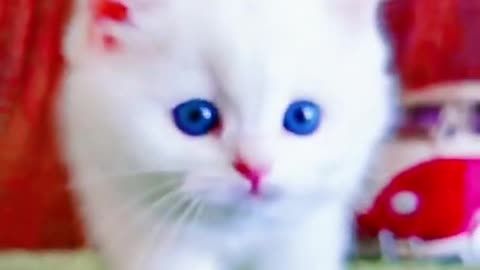 Lovely and Cute Cat Videos#Cutecat#Pets#Shorts