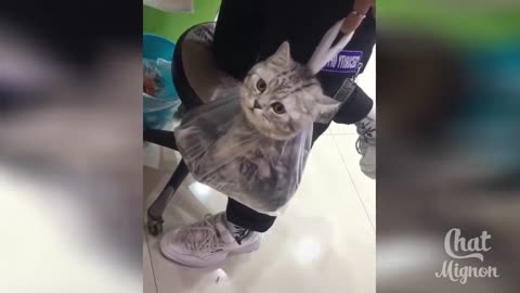 This cat no longer enjoys the ride too much!