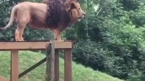 Check how lion's roar can bring the whole animals in his place