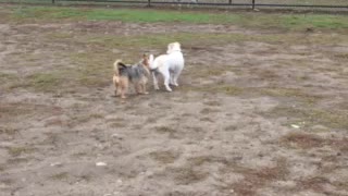 Lynn Dog Park 1