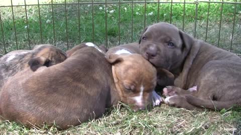 Pit Bull Growls and Snaps at Her Puppies! (in HD)