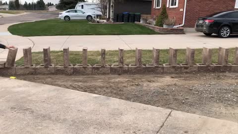 Workers create a row of precisely-spaced brick dominoes