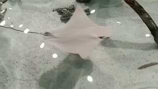 Playful stingrays