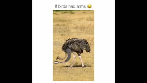 if birds has hands funny part 4 video