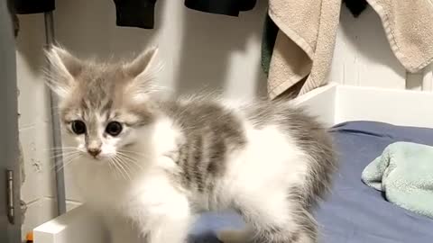 Dancing baby kitten