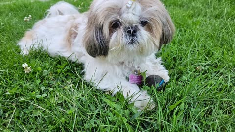 Rosie The Shihtzu Shows Off Her Cuteness