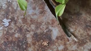 Close Up Of a Leaf Insect