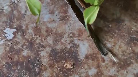 Close Up Of a Leaf Insect