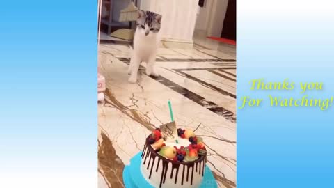 Funny and cute animals and pets ... Animals Lovers Like me come to watch