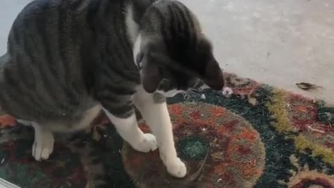 Cat brings a lizard home as a thank you to his family!