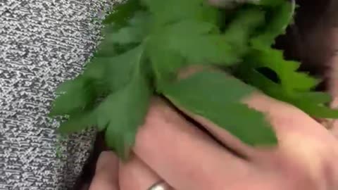 Milo Is a Parsley Eating Machine