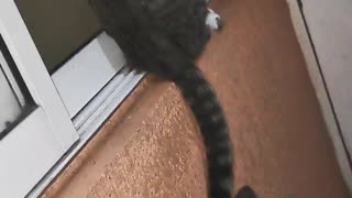 Keeping the Kitten Entertained