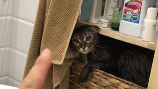 Kitty Wants to Be Left Alone after Bath Time