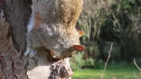 Esquilo Cabeça Esquilo Cinzento Comer Alimentação